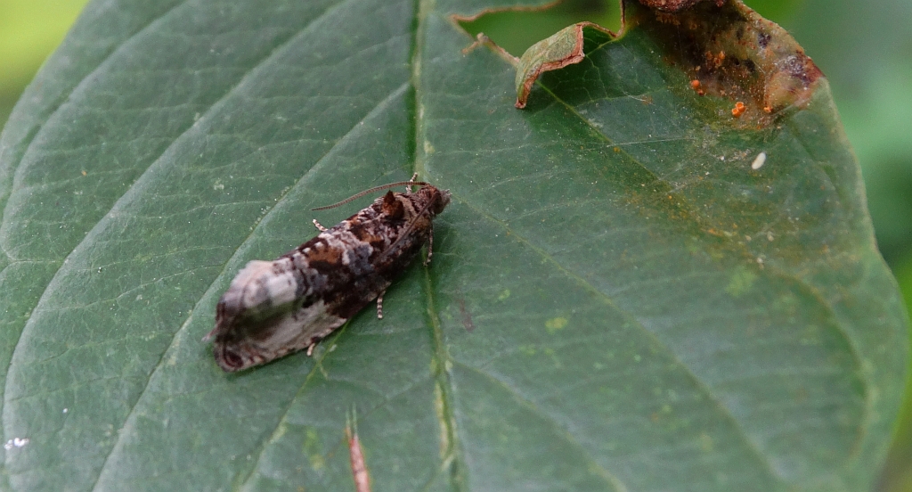 Apotomis betuletana