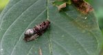 Apotomis betuletana