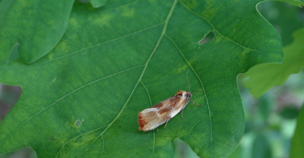 Eulia ministrana