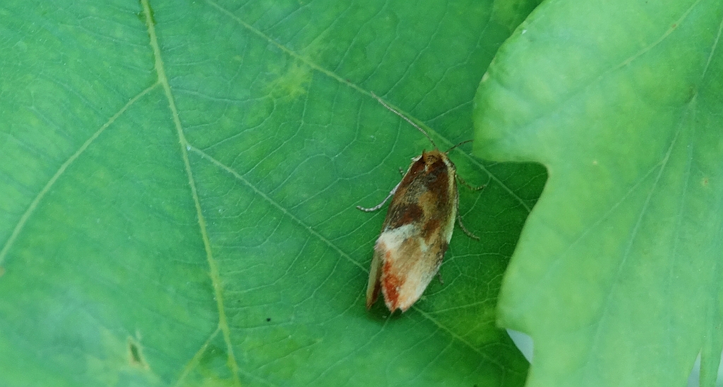 Eulia ministrana