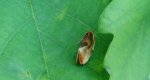 Eulia ministrana