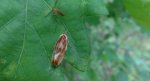 Eulia ministrana