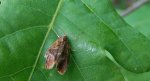 Ptycholoma lecheana