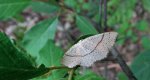 Świerzbik nakropek (Cyclophora punctaria)