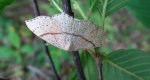 Świerzbik nakropek (Cyclophora punctaria)
