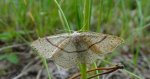 Świerzbik nakropek (Cyclophora punctaria)