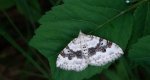 Paśnik nagórek (Xanthorhoe montanata)