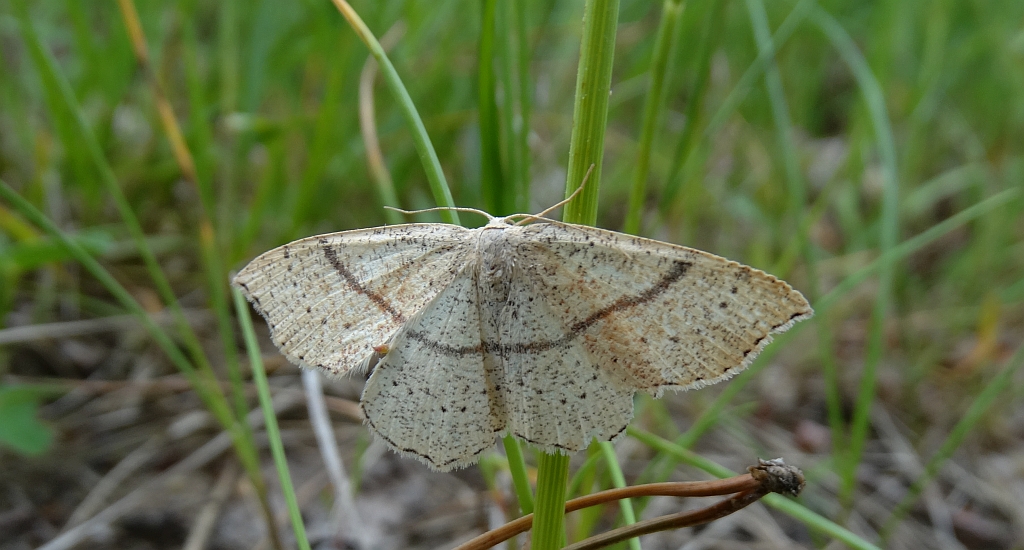 Świerzbik nakropek (Cyclophora punctaria)