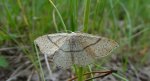 Świerzbik nakropek (Cyclophora punctaria)
