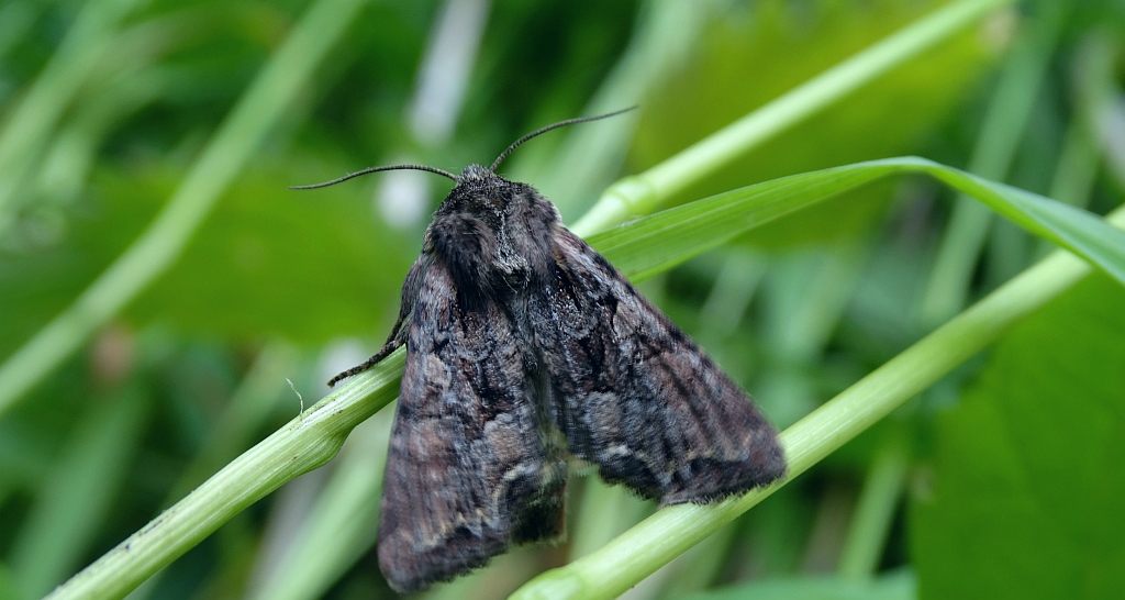 Piętnówka kapustnica (Mamestra brassicae)
