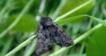 Piętnówka kapustnica (Mamestra brassicae)
