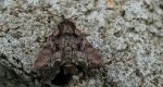 Piętnówka kapustnica (Mamestra brassicae)