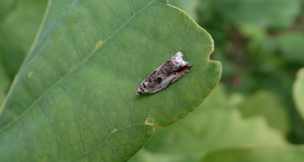 Ancylis laetana
