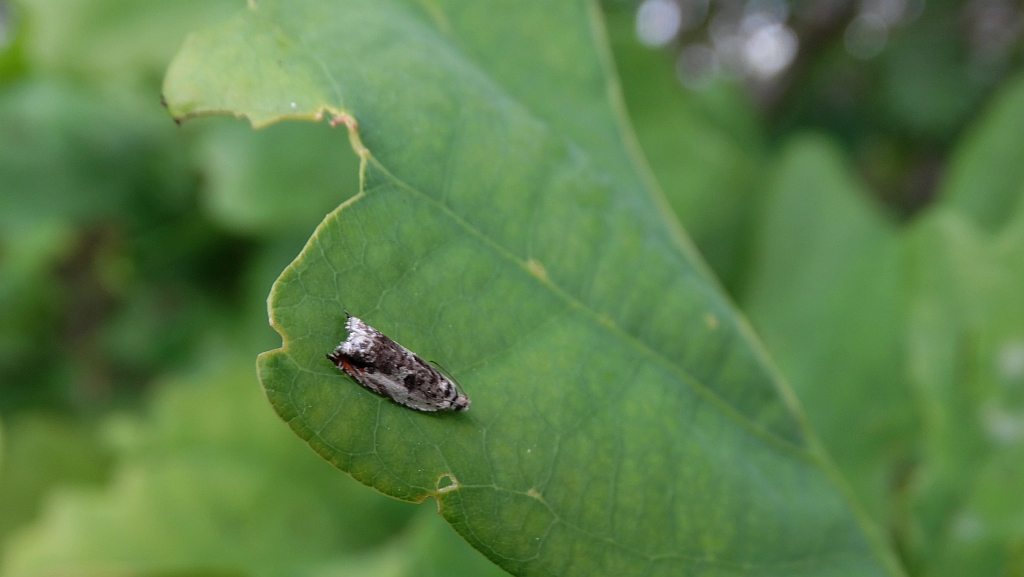 Ancylis laetana