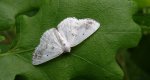 Ciemnokres czeremszak (Lomographa temerata)