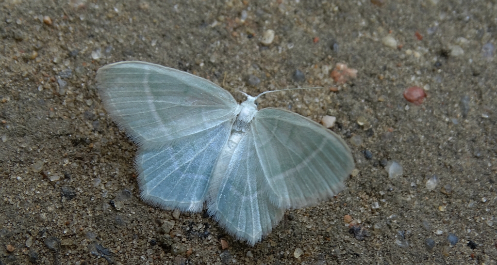 Miernik mleczak (Jodis lactearia)