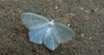Miernik mleczak (Jodis lactearia)