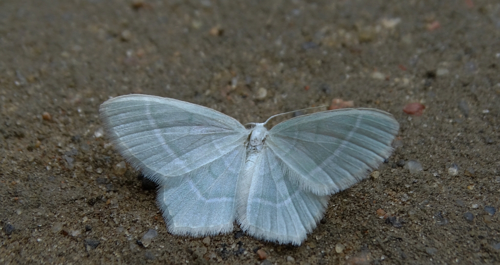Miernik mleczak (Jodis lactearia)
