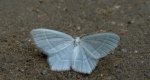 Miernik mleczak (Jodis lactearia)
