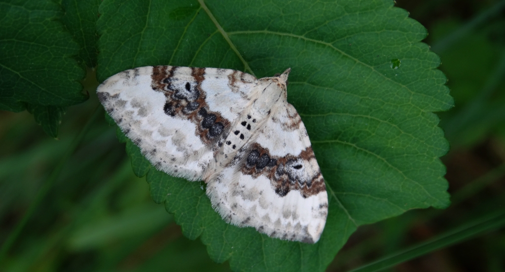 Paśnik nagórek (Xanthorhoe montanata)