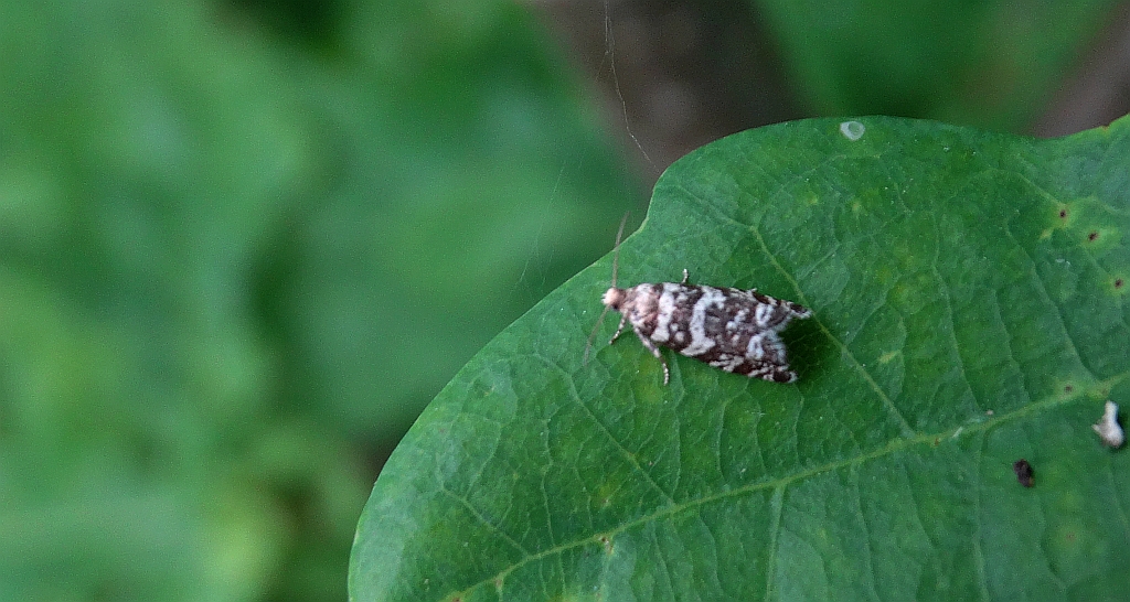 Zwójka gniazdówka (Epinotia tedella)