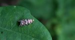 Zwójka gniazdówka (Epinotia tedella)