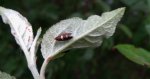 Incurvaria oehlmanniella