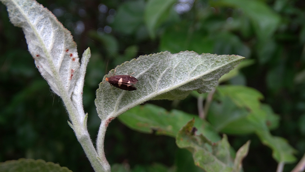 Incurvaria oehlmanniella