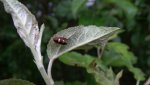 Incurvaria oehlmanniella