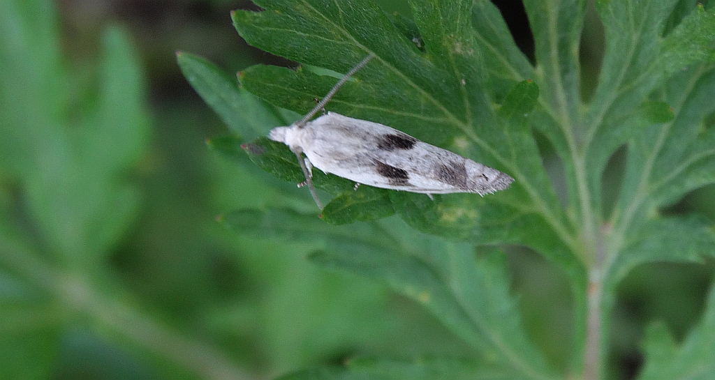 Cochylimorpha alternana