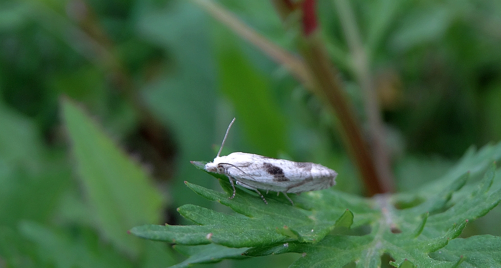 Cochylimorpha alternana