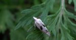 Cochylimorpha alternana