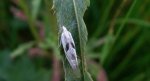 Cochylimorpha alternana