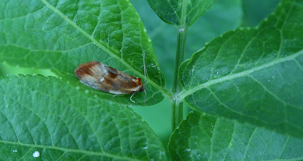 Eulia ministrana