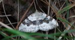 Paśnik nagórek (Xanthorhoe montanata)