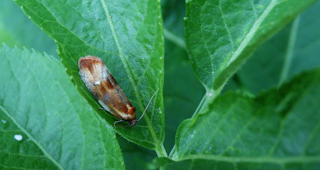 Eulia ministrana