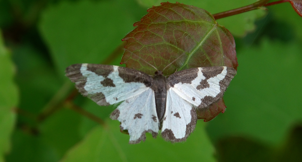 Plamiec nabuczak (Lomaspilis marginata)