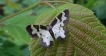 Plamiec nabuczak (Lomaspilis marginata)