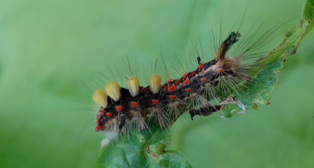 Znamionówka starka (Orgyia antiqua)