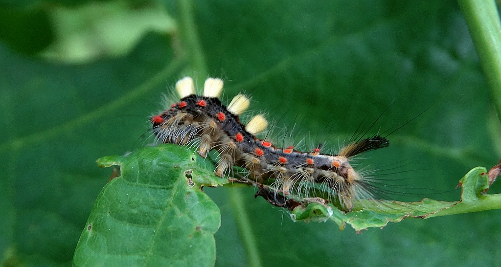 Znamionówka starka (Orgyia antiqua)
