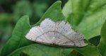 Świerzbik nakropek (Cyclophora punctaria)