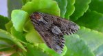 Apamea monoglypha