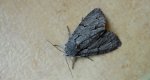 Wieczernica strzałówka (Acronicta psi)