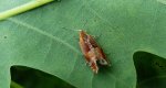 Ancylis mitterbacheriana