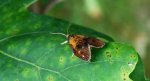 Ptycholoma lecheana