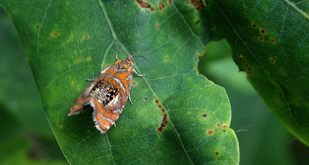 Zwójka tęczowana (Olethreutes arcuella)