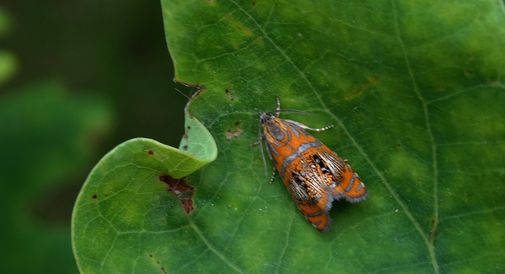 Zwójka tęczowana (Olethreutes arcuella)