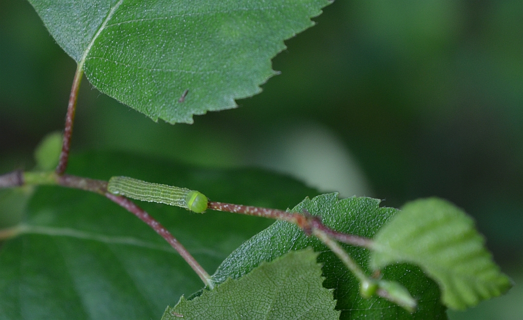 Bęsica kwietniówka (Archiearis parthenias)