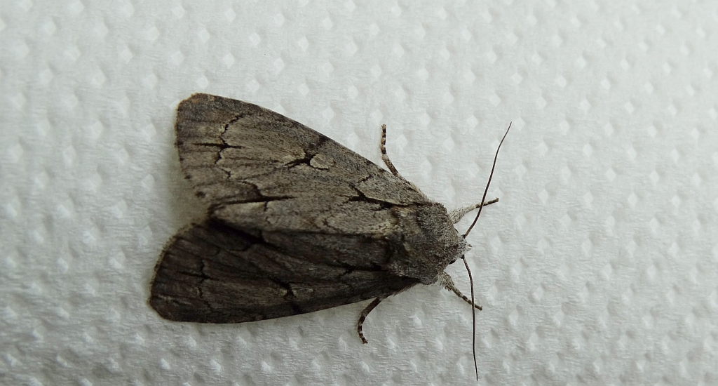 Wieczernica strzałówka (Acronicta psi)