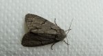 Wieczernica strzałówka (Acronicta psi)